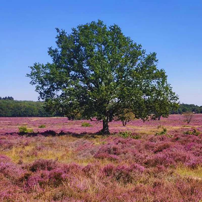 Grote boom in een open heidelandschap nabij Hilversum, symbool voor rust, richting en ruimte. Visuele metafoor voor Manitu’s werkwijze met professionals.