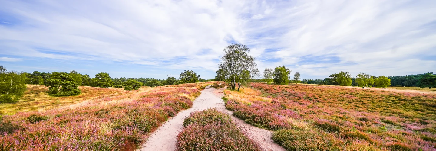 Zandpad door paarse heide dat naar de horizon leidt. Verbeelding van koers bepalen en stap voor stap vooruitgaan met Manitu.